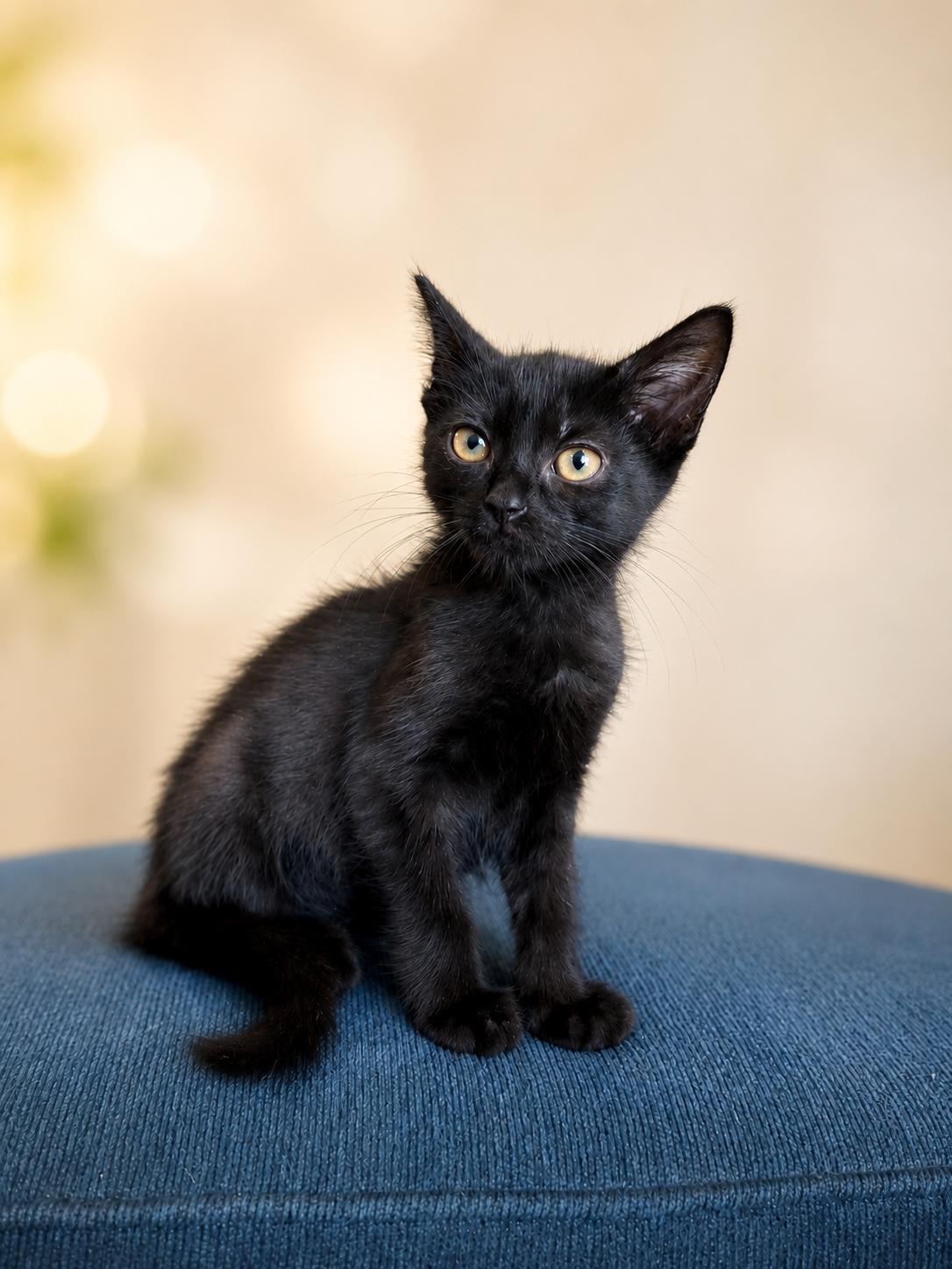 Enlarge Jaguar & Mercedes-Double the Love, a Adoptable Domestic Short Hair in Laurel, MD image 6/6