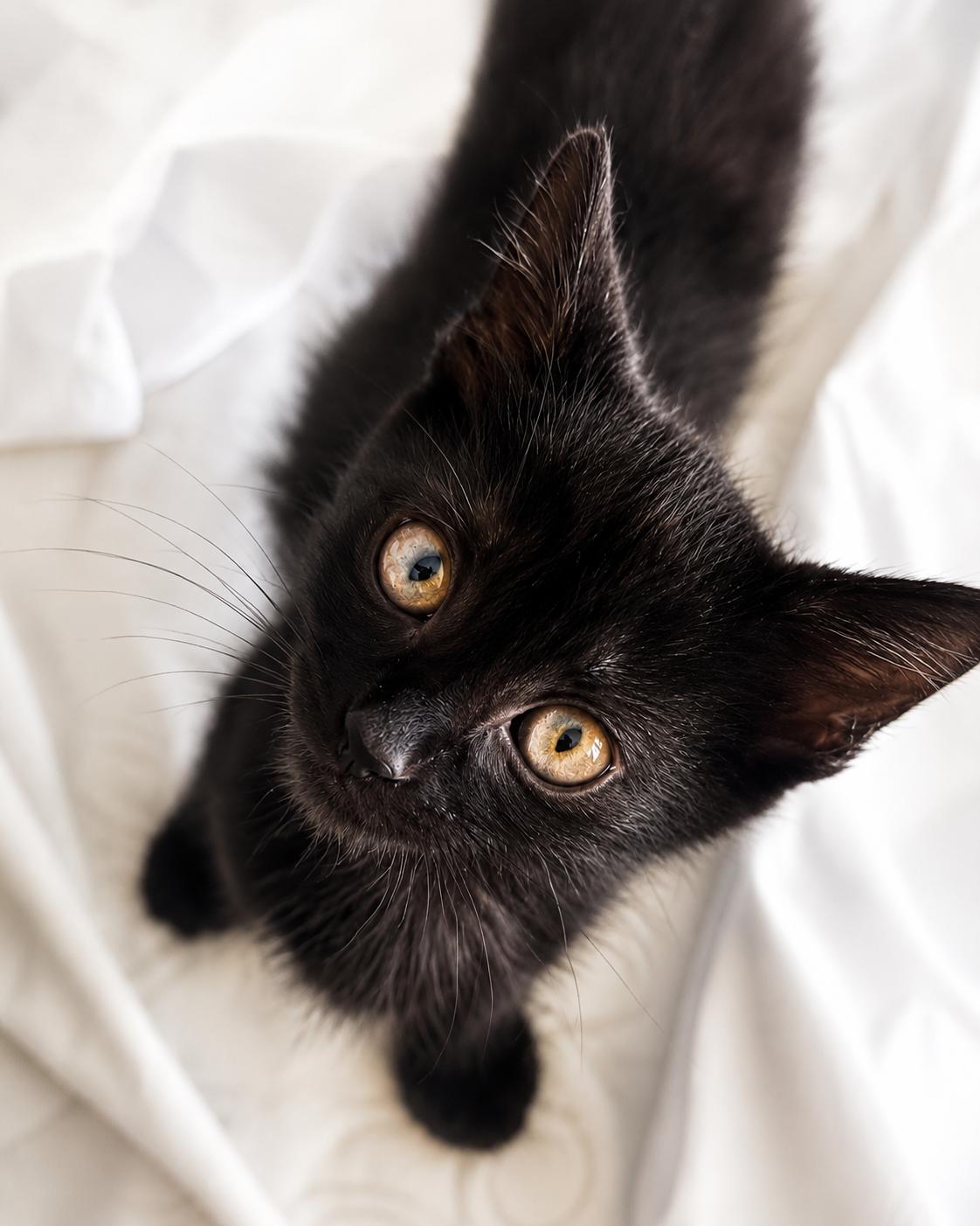 Enlarge Jaguar & Mercedes-Double the Love, a Adoptable Domestic Short Hair in Laurel, MD image 3/6
