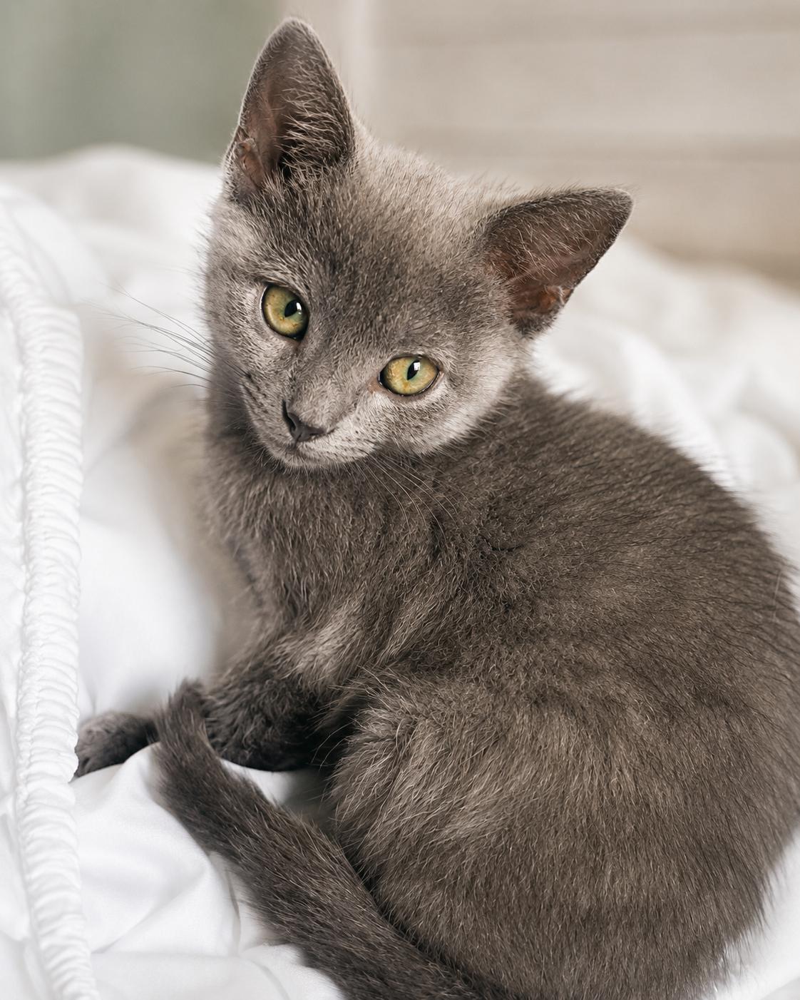 Enlarge Jaguar & Mercedes-Double the Love, a Adoptable Domestic Short Hair in Laurel, MD image 5/6