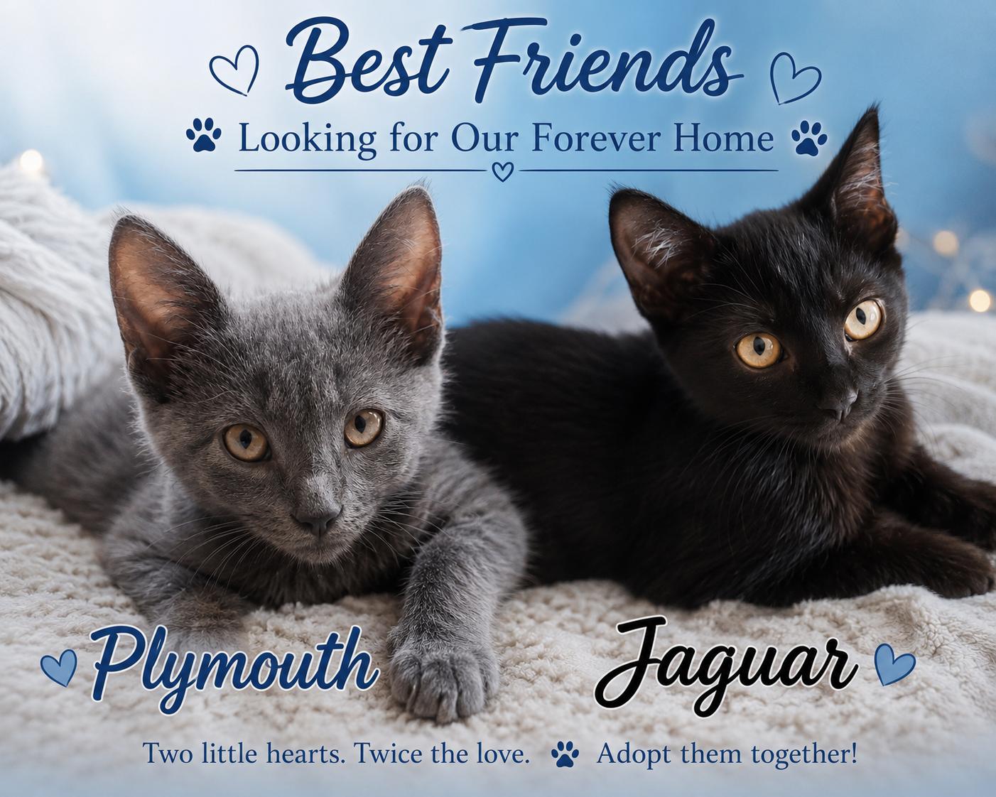 Jaguar & Plymouth-Double the Love, adoptable, Kitten Male Domestic Short Hair.