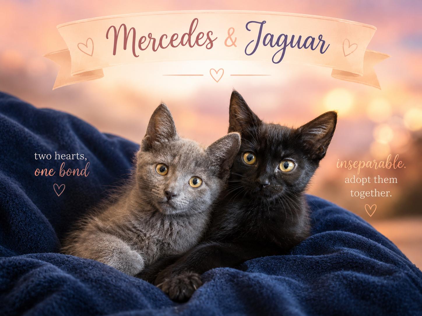 Jaguar & Mercedes-Double the Love, Adoptable, Kitten Male Domestic Short Hair.