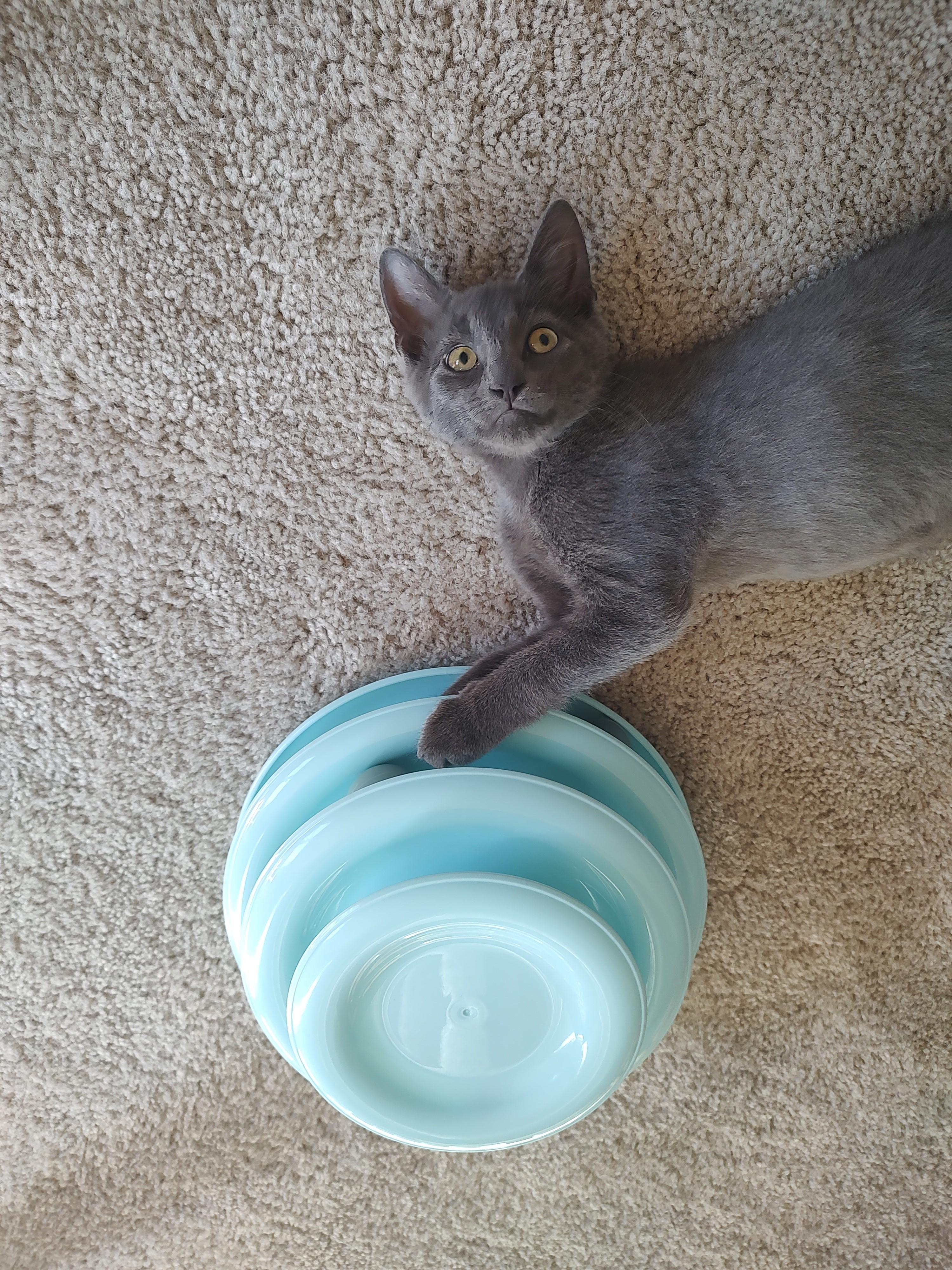 Jaguar & Plymouth-Double the Love, an adoptable Domestic Short Hair in Laurel, MD image 4/5