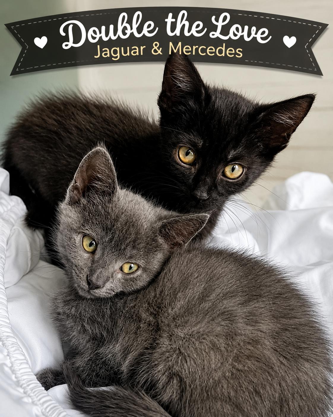 Enlarge Jaguar & Mercedes-Double the Love, a Adoptable Domestic Short Hair in Laurel, MD image 4/6