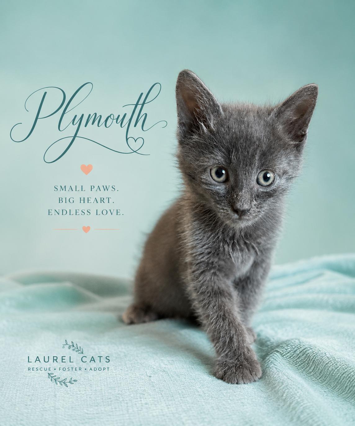 Plymouth-One Tiny Kitten. One Very Big Heart, adoptable, Kitten Male Domestic Short Hair.
