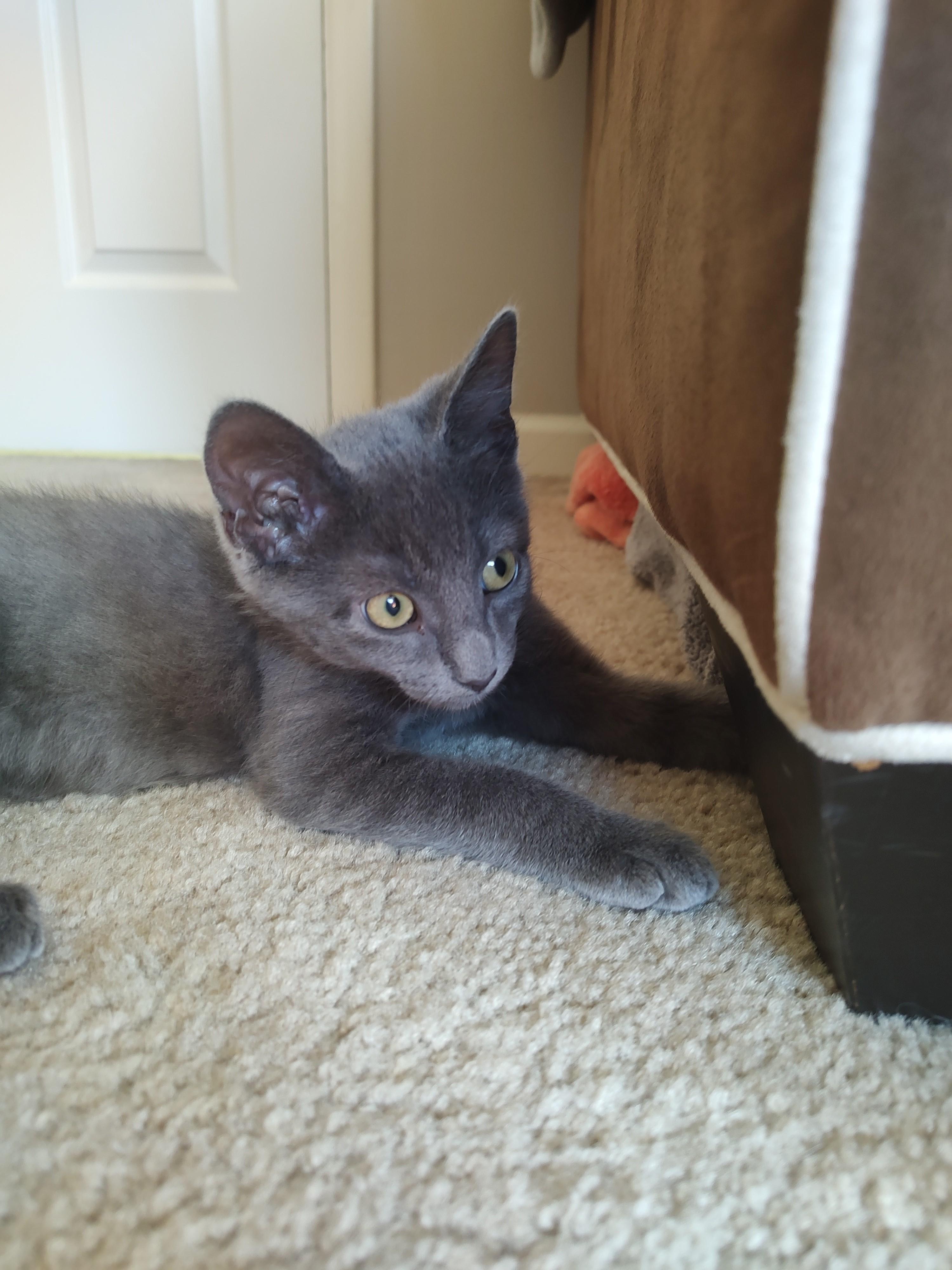 Jaguar & Plymouth-Double the Love, an adoptable Domestic Short Hair in Laurel, MD image 2/5