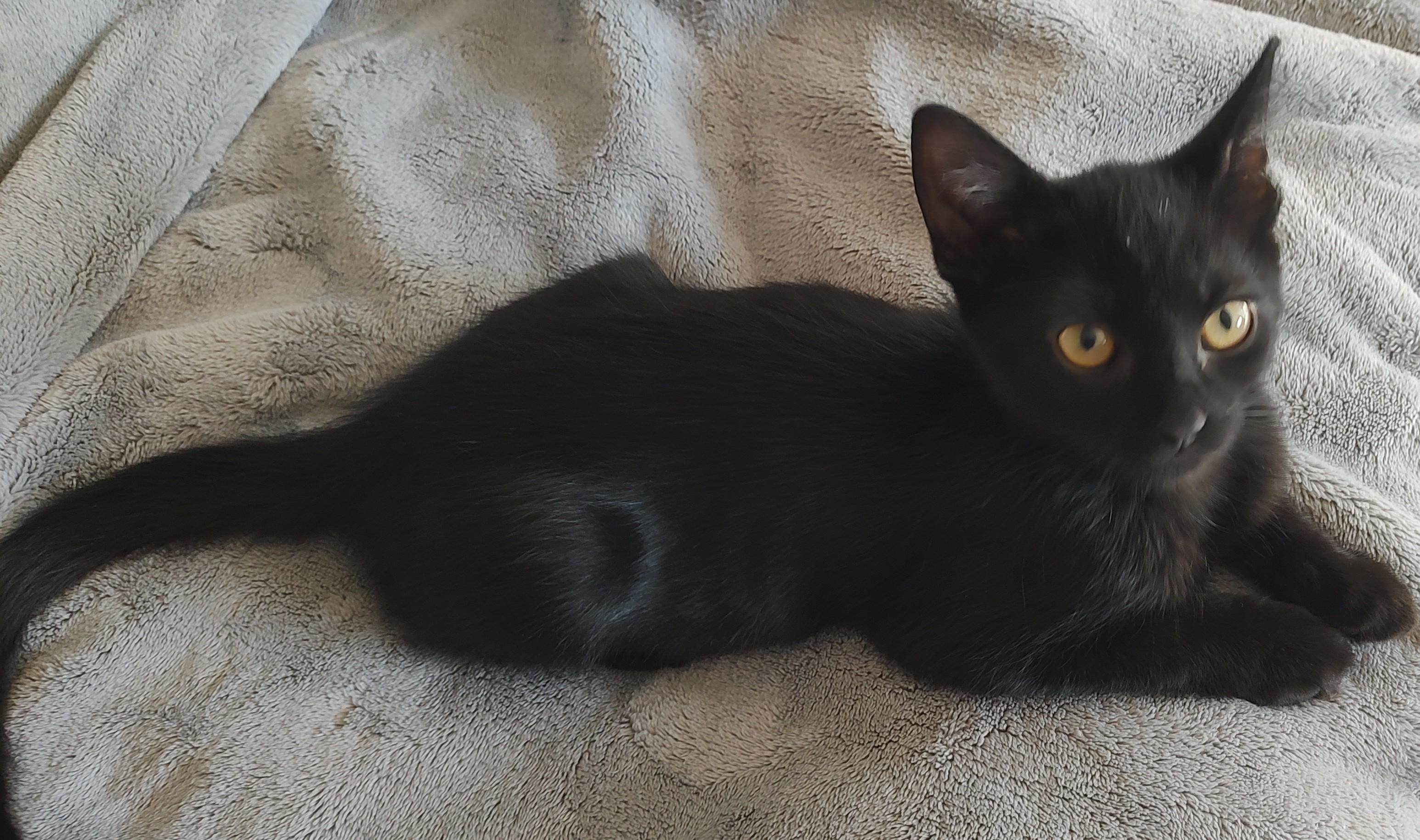 Jaguar & Plymouth-Double the Love, an adoptable Domestic Short Hair in Laurel, MD image 3/5