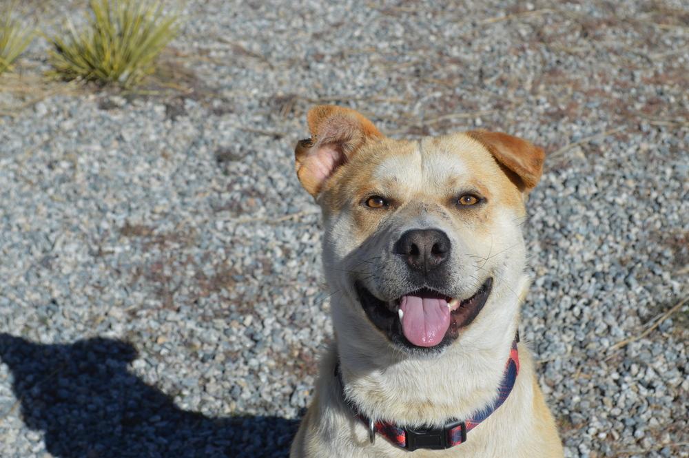 Newt aka Banks, a Adoptable mixed breed in Cortez, CO image 1/6