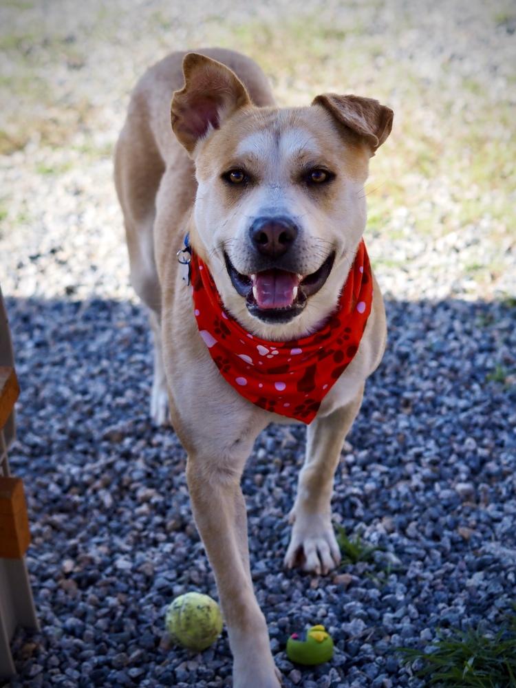 Newt aka Banks, a Adoptable mixed breed in Cortez, CO image 2/6