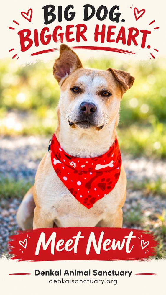 Enlarge Newt aka Banks, a Adoptable mixed breed in Cortez, CO image 2/6