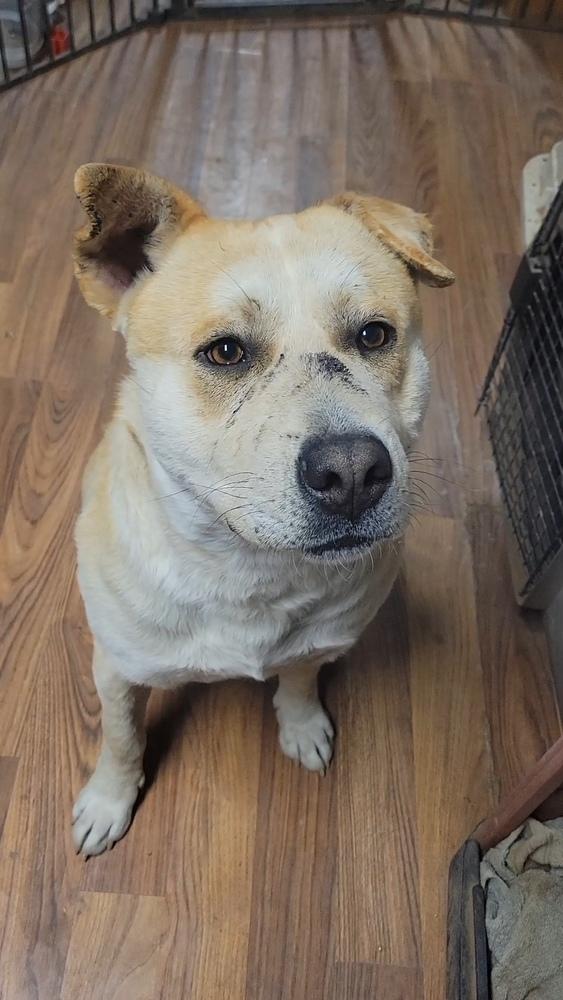Newt aka Banks, a Adoptable mixed breed in Cortez, CO image 3/6