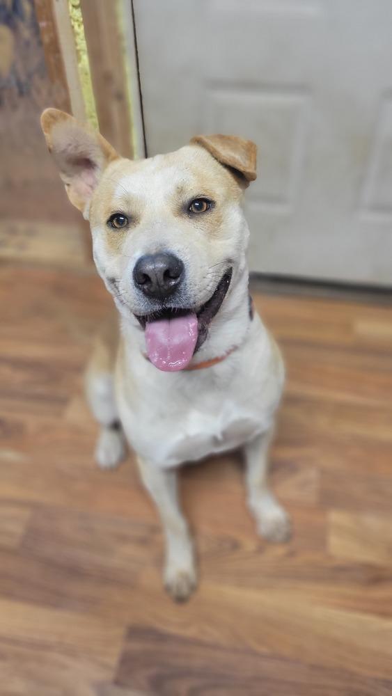 Enlarge Newt aka Banks, a Adoptable mixed breed in Cortez, CO image 6/6