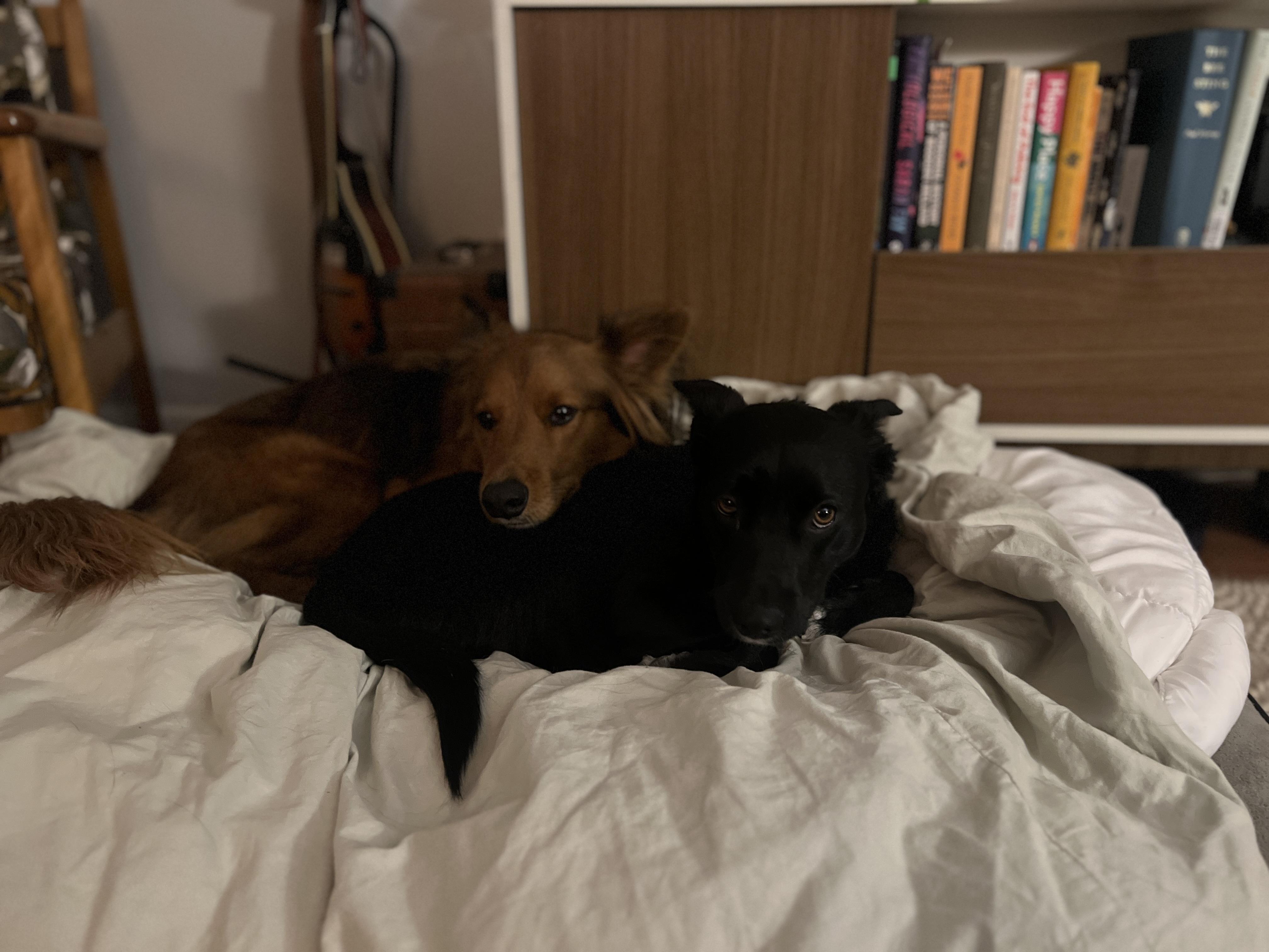 Enlarge Poe, a ADOPTABLE mixed breed in Fort Collins, CO image 5/5