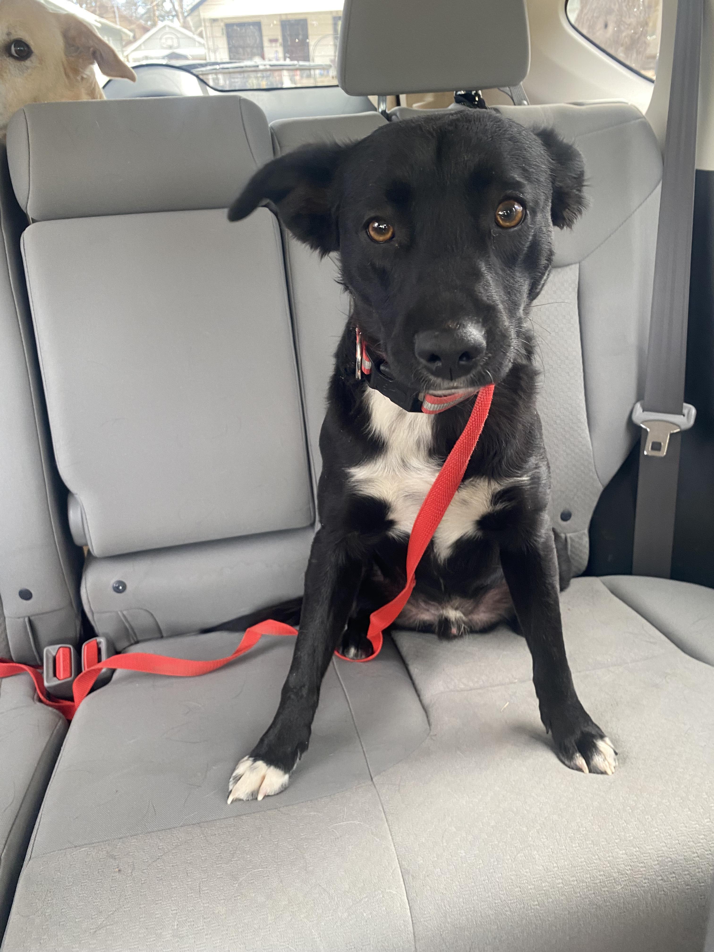 Enlarge Poe, a ADOPTABLE mixed breed in Fort Collins, CO image 4/5