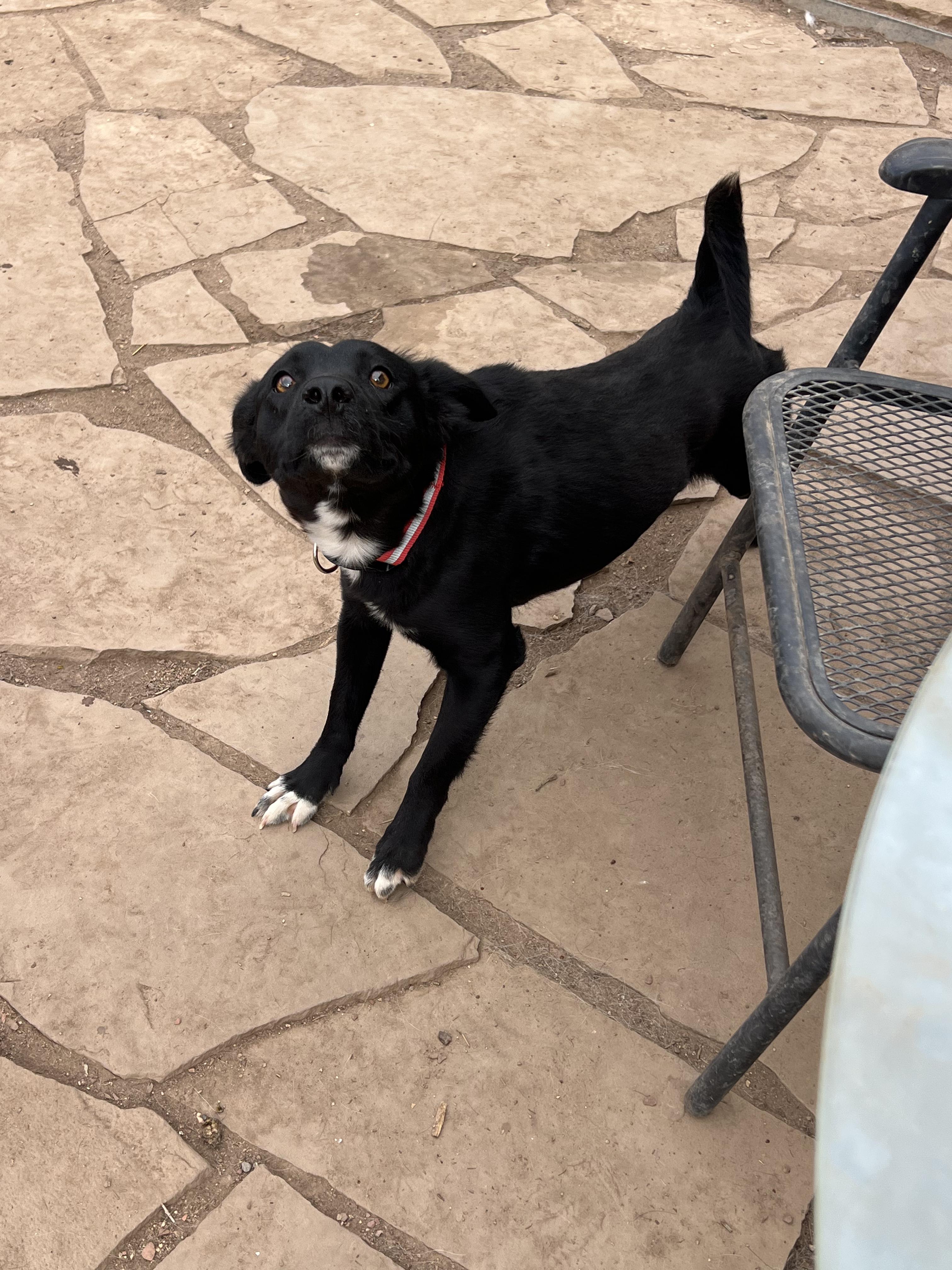 Enlarge Poe, a ADOPTABLE mixed breed in Fort Collins, CO image 2/5