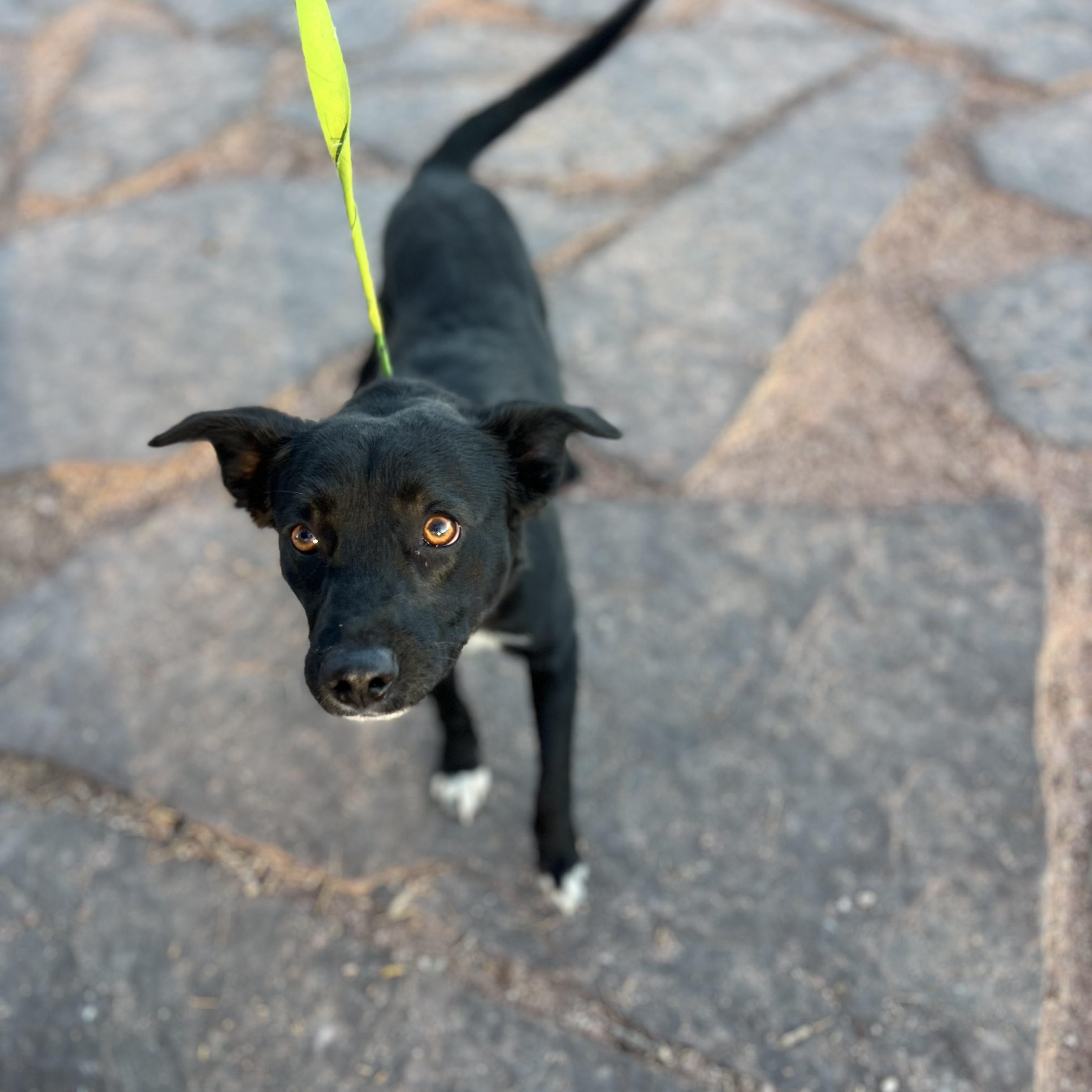 Poe, ADOPTABLE, Young Male Black Labrador Retriever.