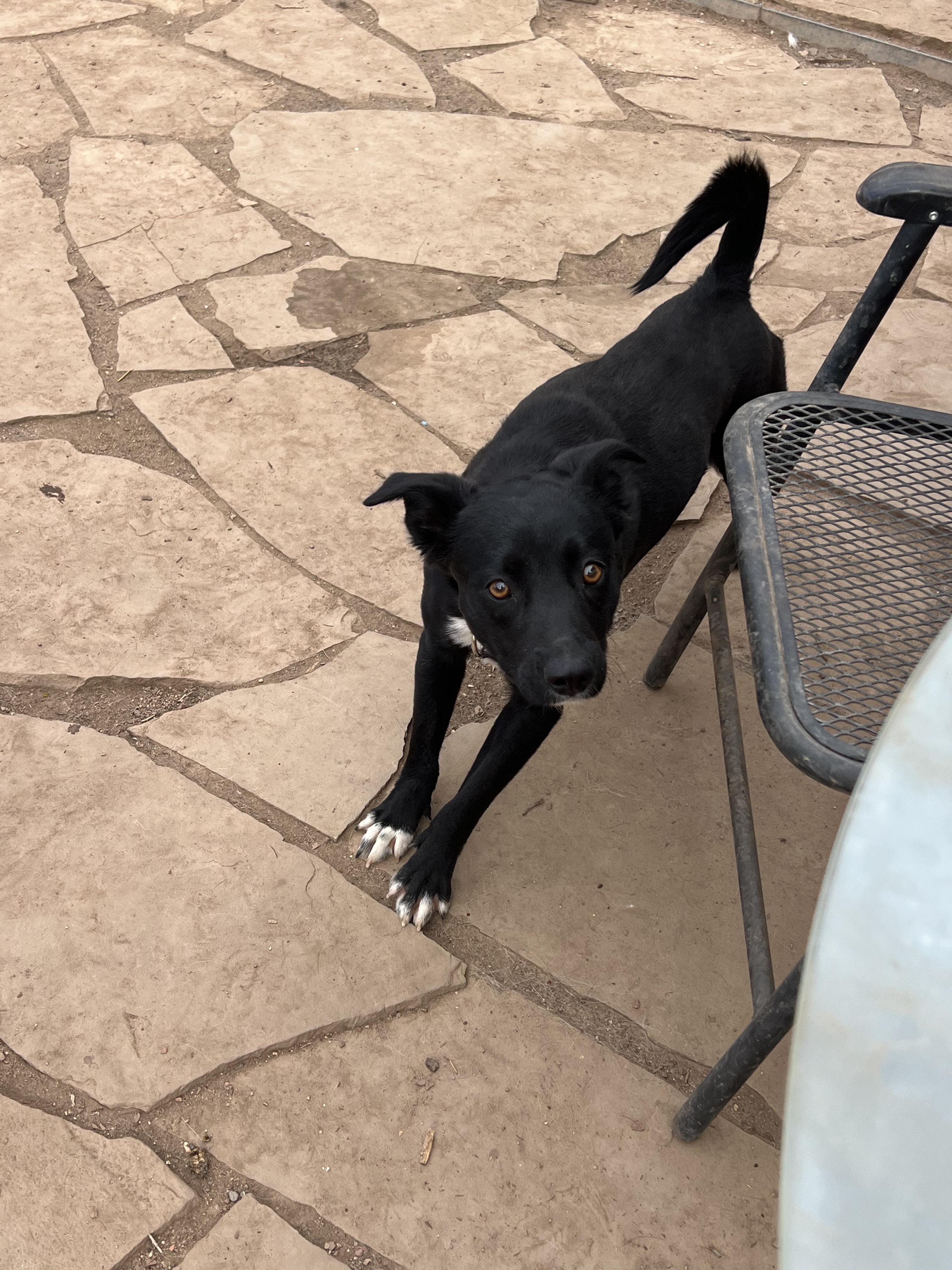 Enlarge Poe, a ADOPTABLE mixed breed in Fort Collins, CO image 3/5