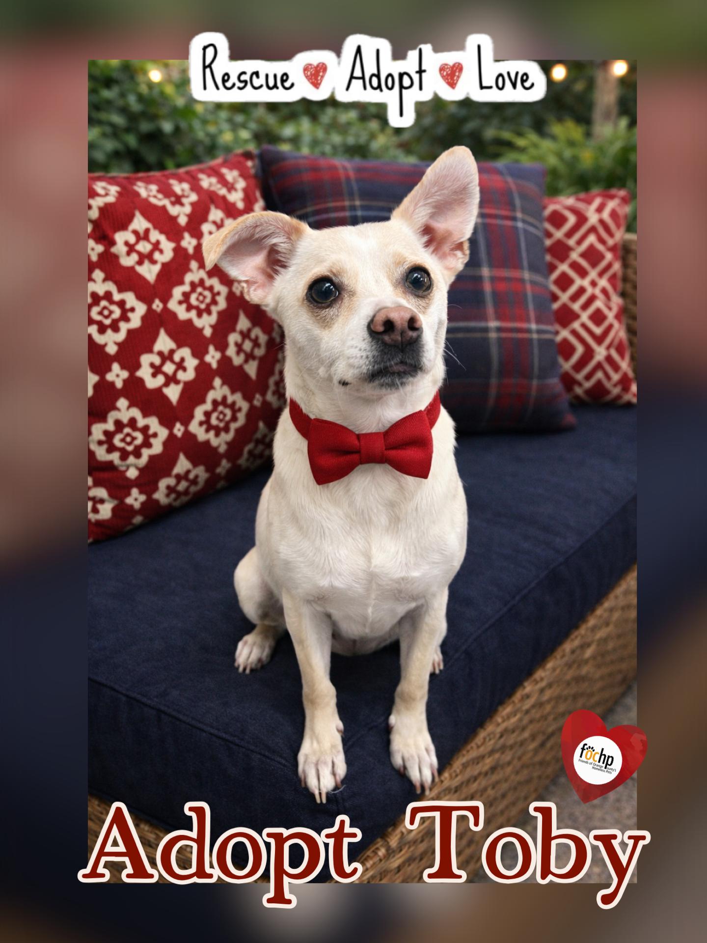 Enlarge Toby, a Adoptable mixed breed in Orange, CA image 1/2