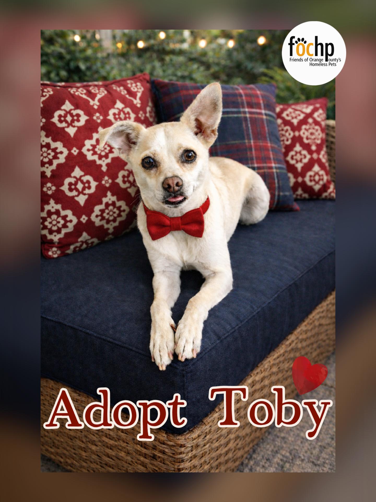 Enlarge Toby, a Adoptable mixed breed in Orange, CA image 2/2