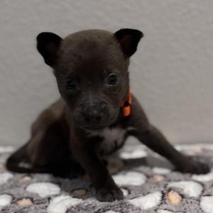 Samuel — thumbnail 5