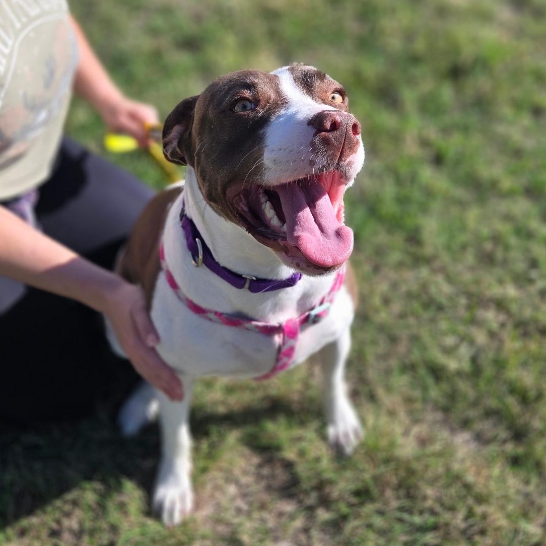 Enlarge Sparkle, a Adoptable mixed breed in Austin, TX image 3/6