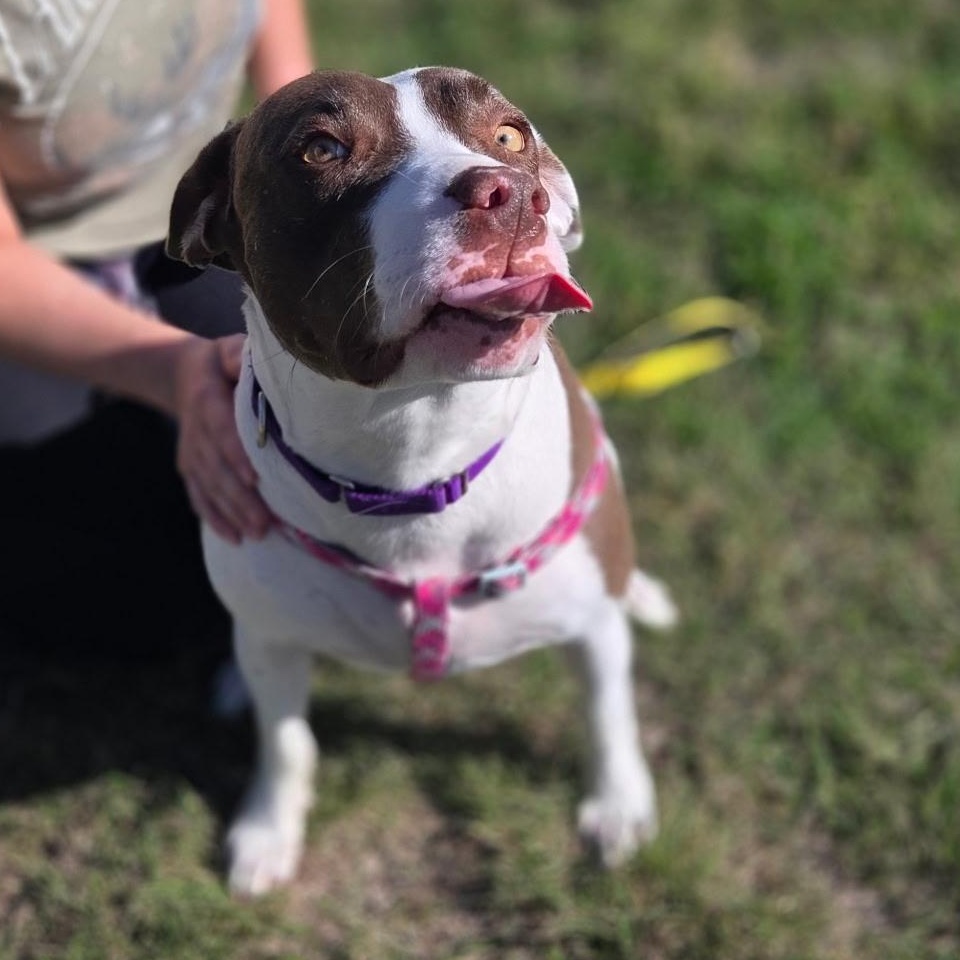 Enlarge Sparkle, a Adoptable mixed breed in Austin, TX image 1/6