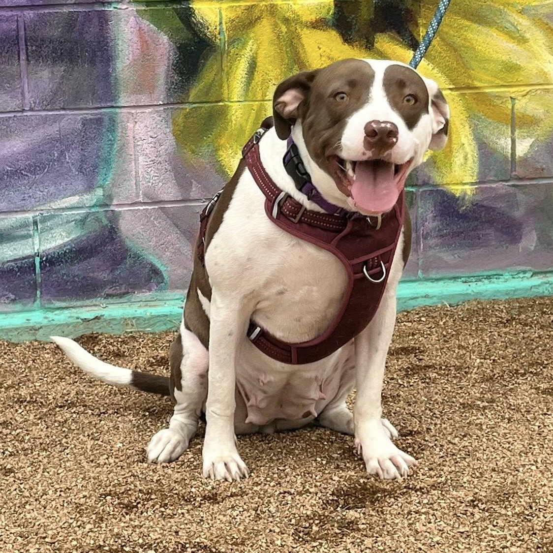 Enlarge Sparkle, a Adoptable mixed breed in Austin, TX image 2/6