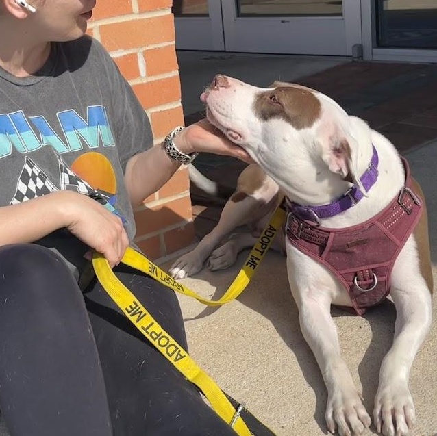 Enlarge Sparkle, a Adoptable mixed breed in Austin, TX image 5/6