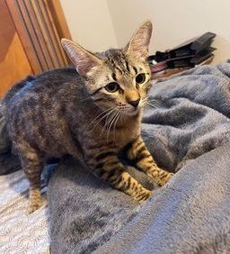 Ursa, a Adoptable Tabby in Orange City, FL image 2/5