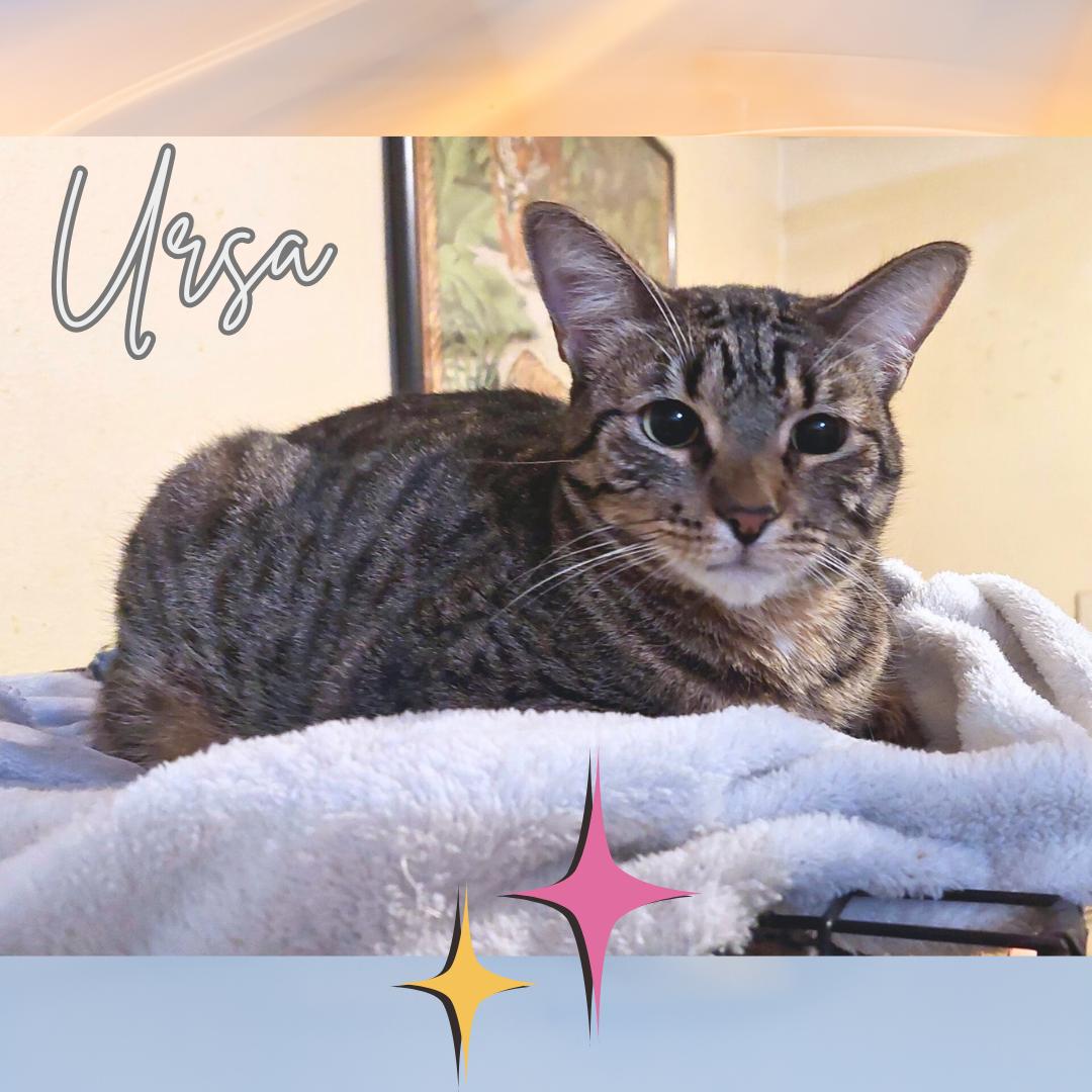 Ursa, a Adoptable Tabby in Orange City, FL image 1/5