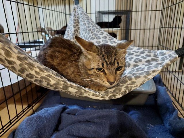 Ursa, a Adoptable Tabby in Orange City, FL image 4/5