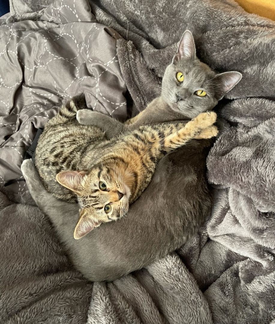 Ursa, a Adoptable Tabby in Orange City, FL image 5/5