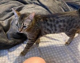 Ursa, a Adoptable Tabby in Orange City, FL image 3/5