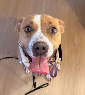 Queen, ADOPTABLE, Adult Female Pit Bull Terrier.