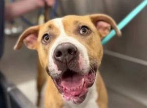 Queen, a ADOPTABLE mixed breed in Frazier Park, CA image 2/2
