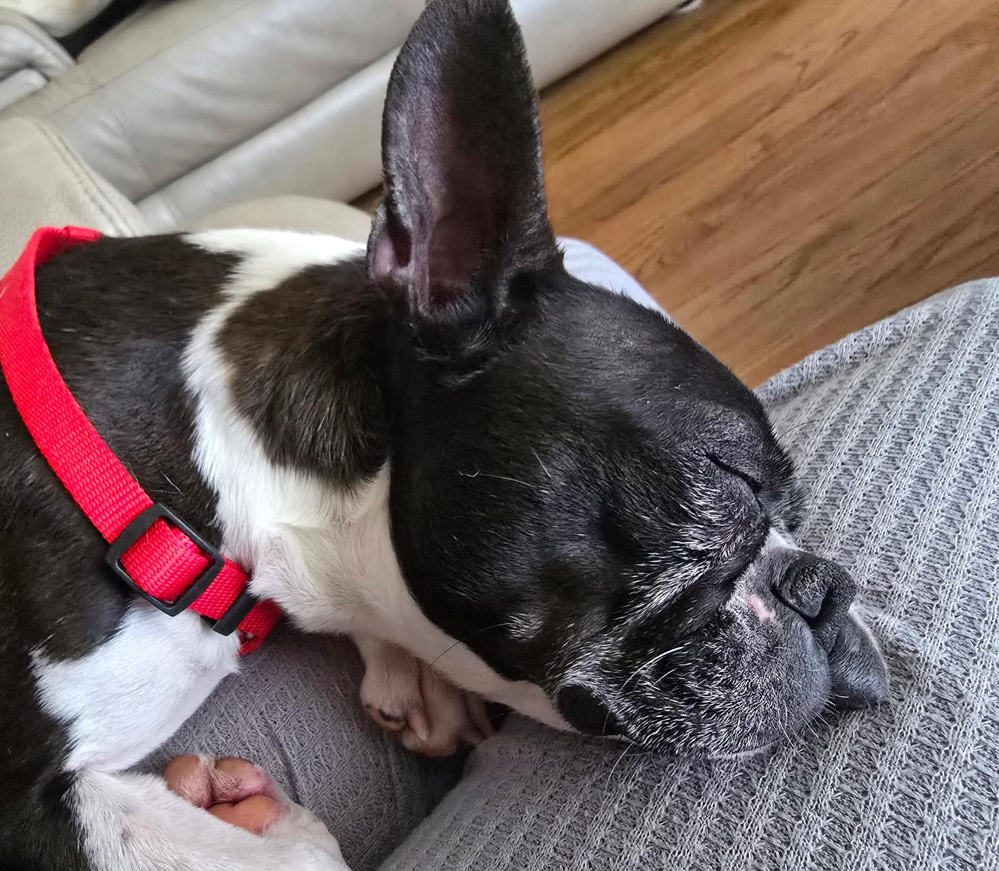 Enlarge Luna in NE, an adoptable Boston Terrier in Elkhorn, NE image 4/4