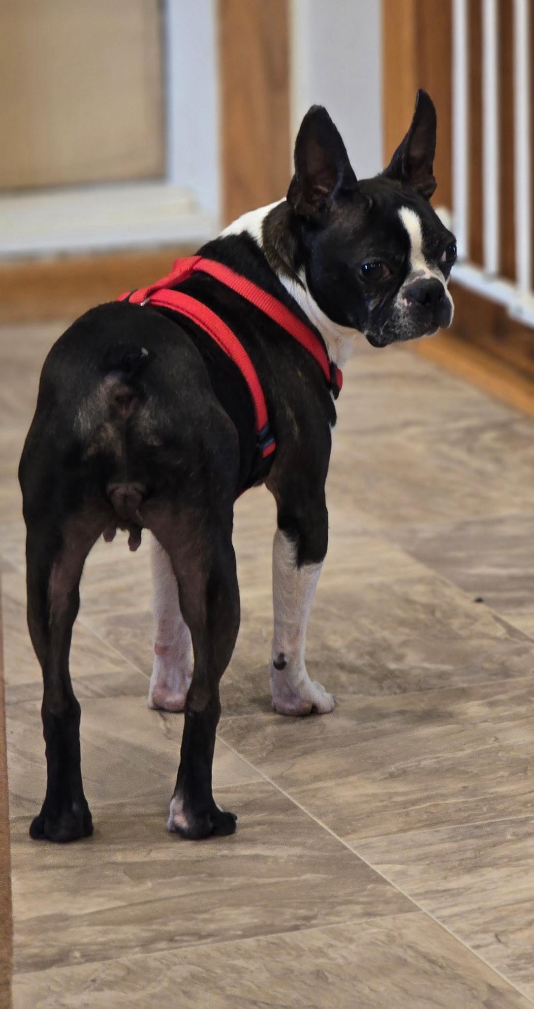 Enlarge Luna in NE, an adoptable Boston Terrier in Elkhorn, NE image 3/4