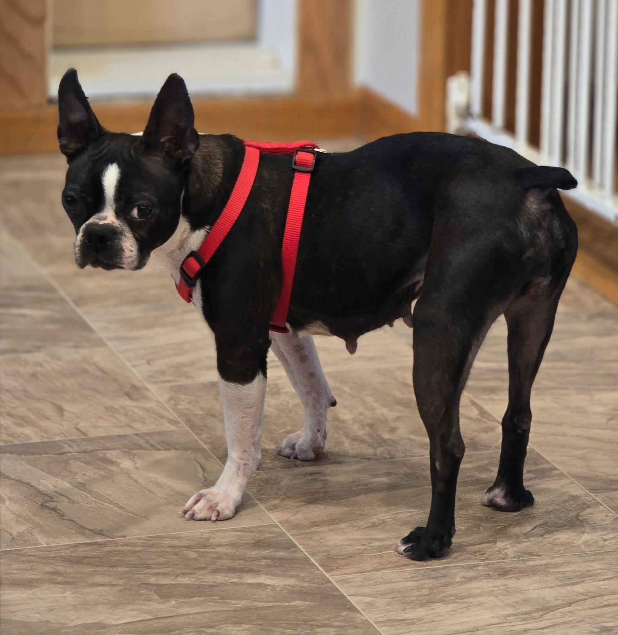 Enlarge Luna in NE, an adoptable Boston Terrier in Elkhorn, NE image 2/4