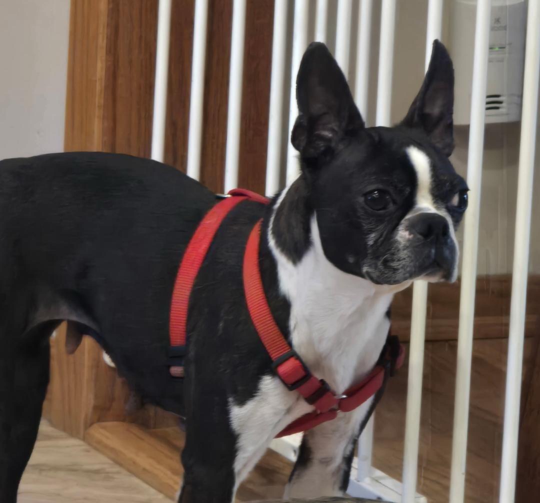 Enlarge Luna in NE, an adoptable Boston Terrier in Elkhorn, NE image 1/4