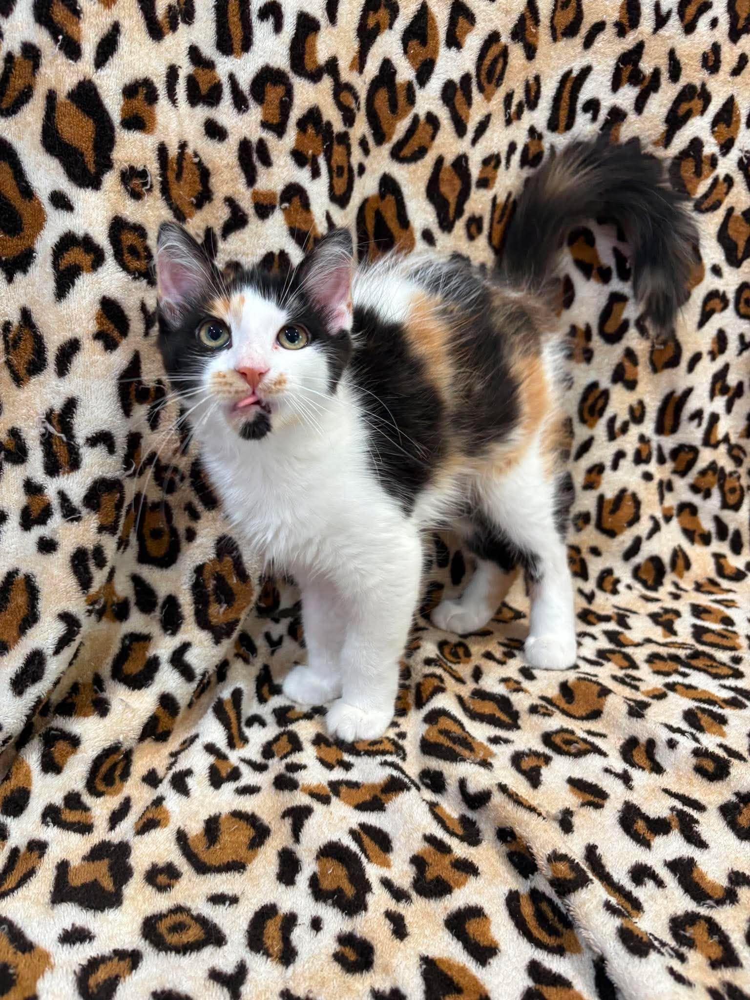 Enlarge VIENNA, an adoption pending Domestic Medium Hair in Tillsonburg, ON image 3/3