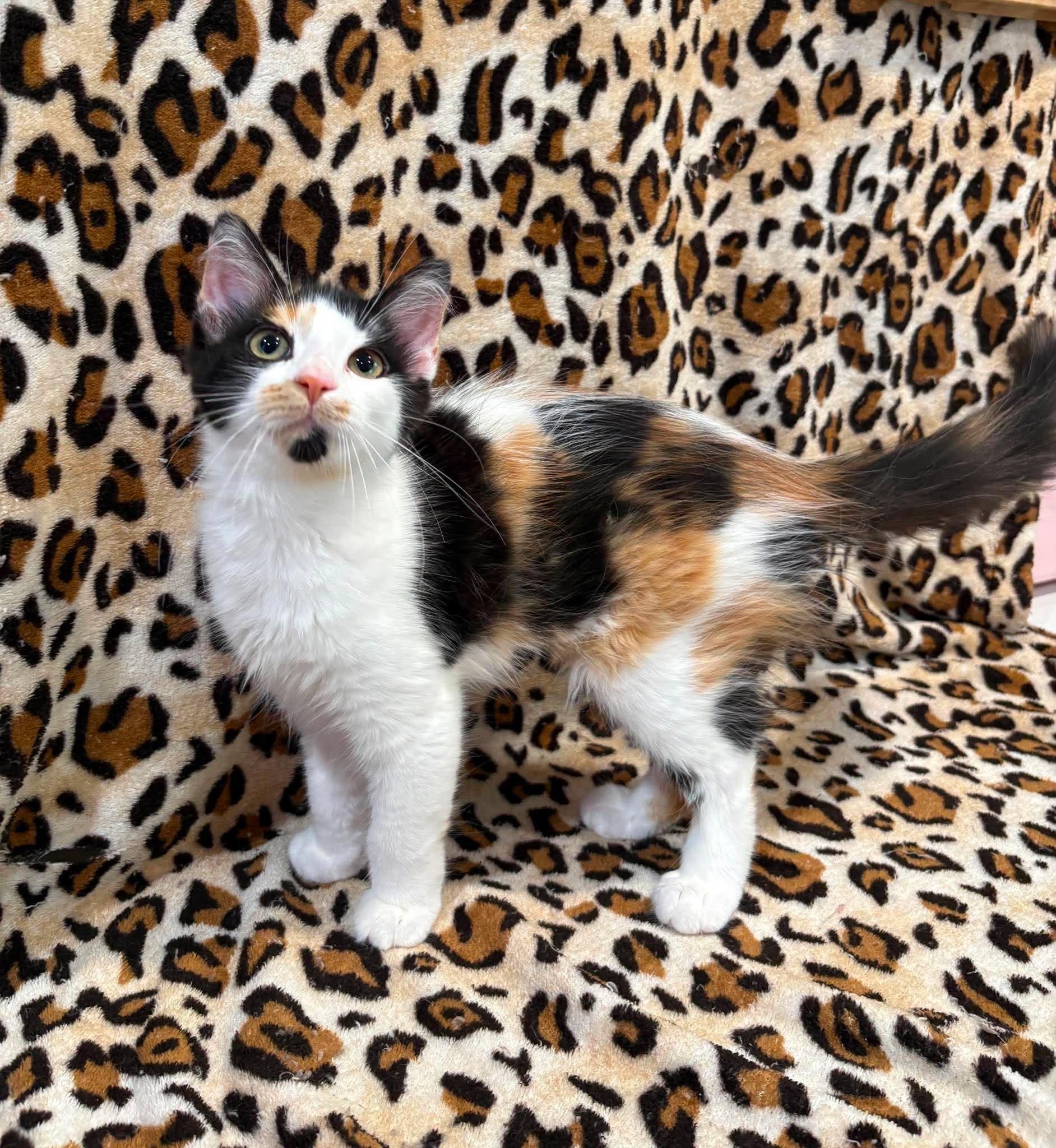 Enlarge VIENNA, an adoption pending Domestic Medium Hair in Tillsonburg, ON image 1/3