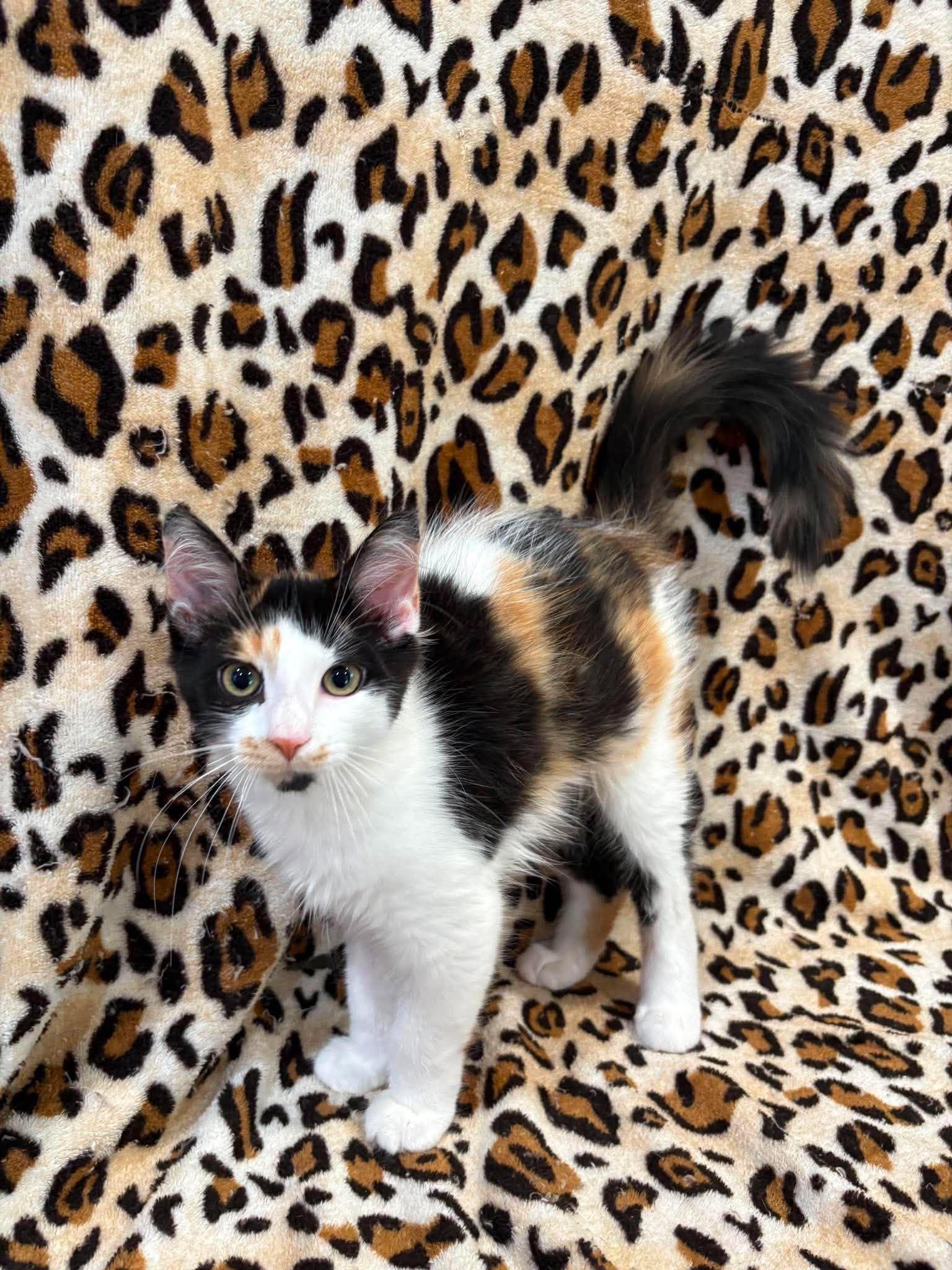 Enlarge VIENNA, an adoption pending Domestic Medium Hair in Tillsonburg, ON image 2/3