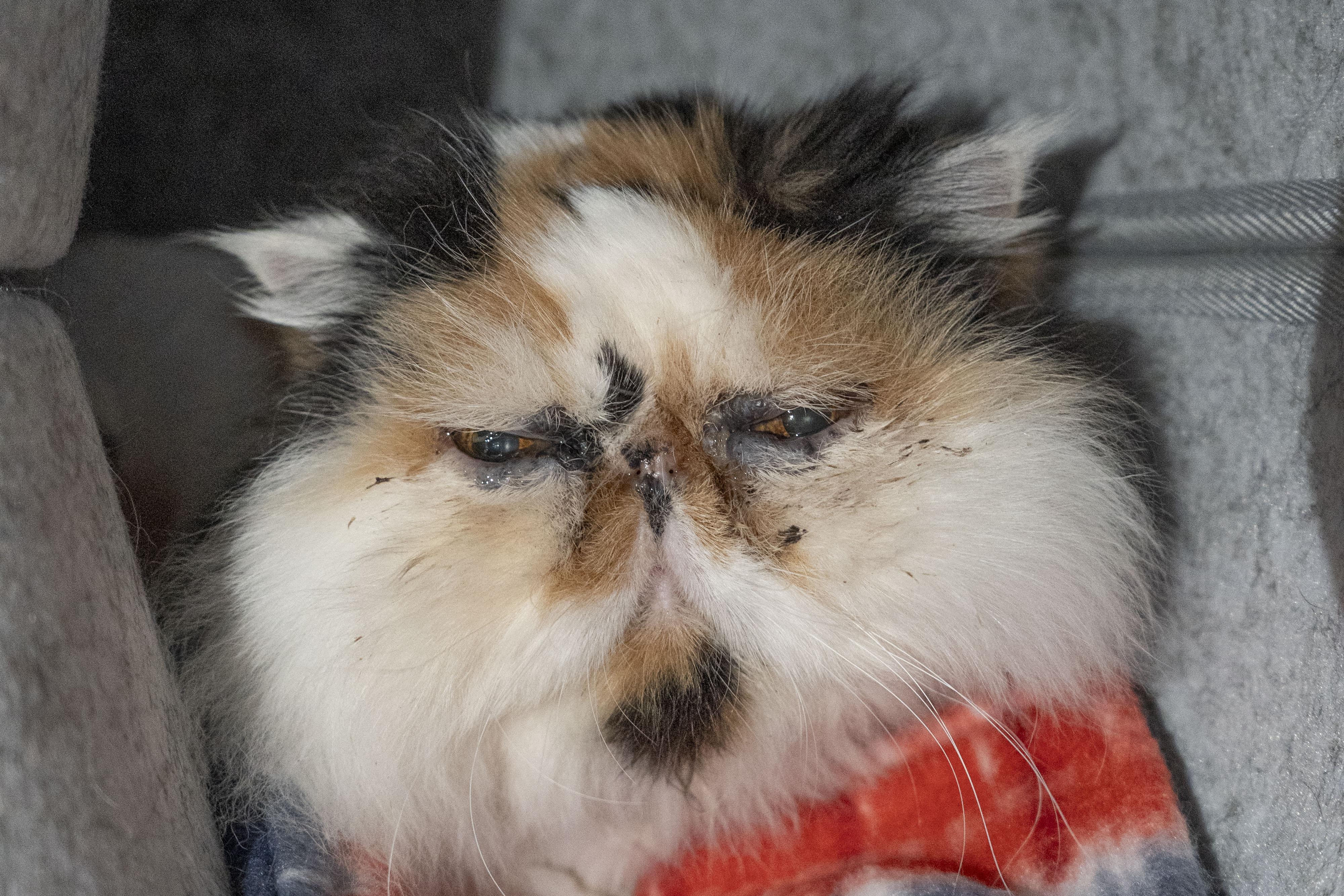 Cookie, adopted, Senior Female Persian.