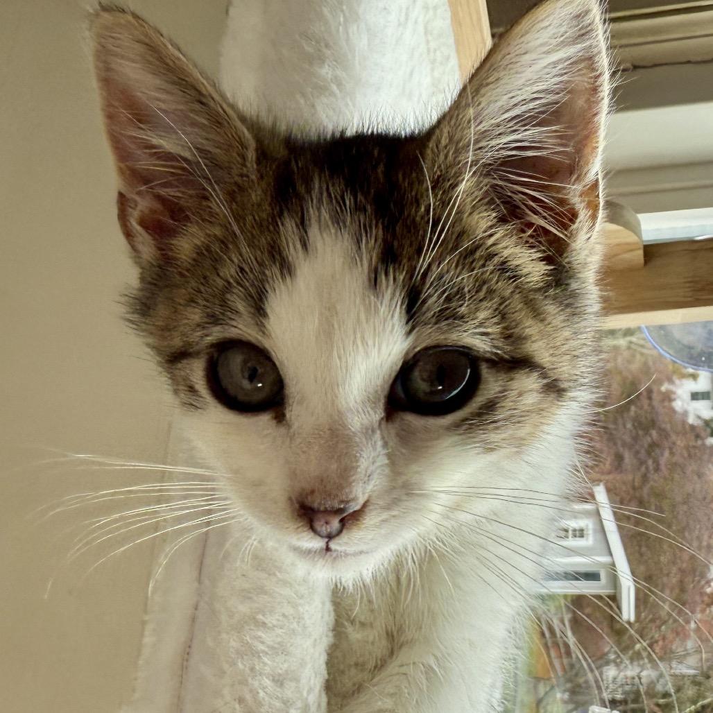 Nash (Westmere Kitten M), Adoptable, Kitten Male Domestic Short Hair.