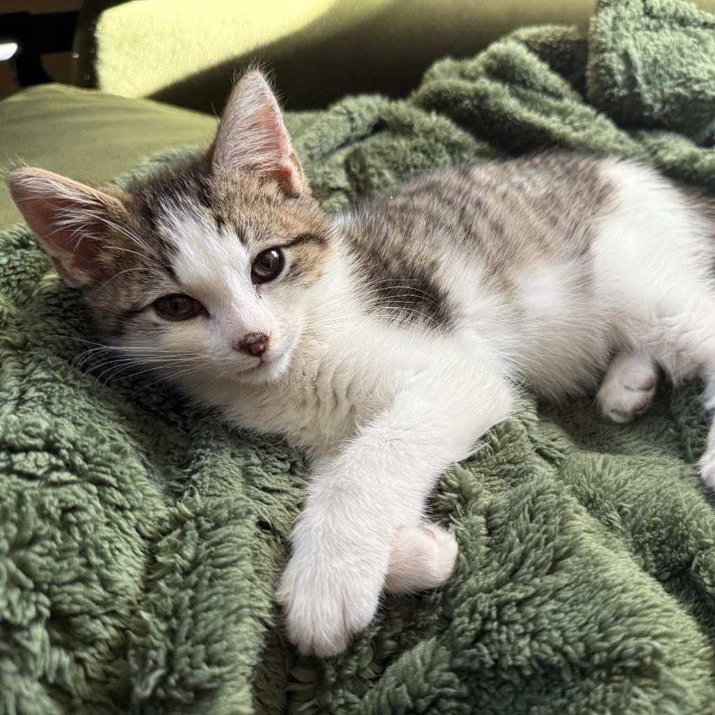 Enlarge Nash (Westmere Kitten M), a Adoptable Domestic Short Hair in Westport, CT image 2/6