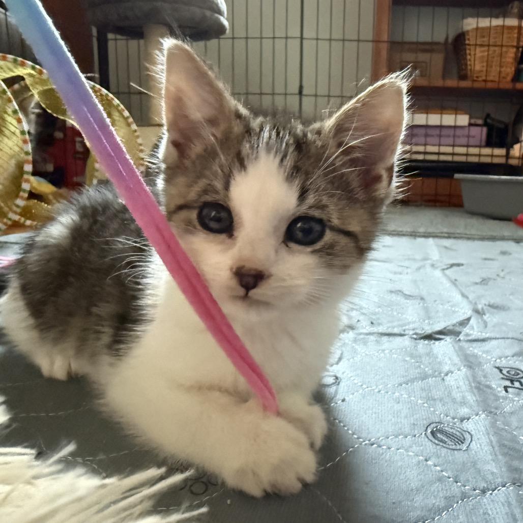 Enlarge Nash (Westmere Kitten M), a Adoptable Domestic Short Hair in Westport, CT image 3/6