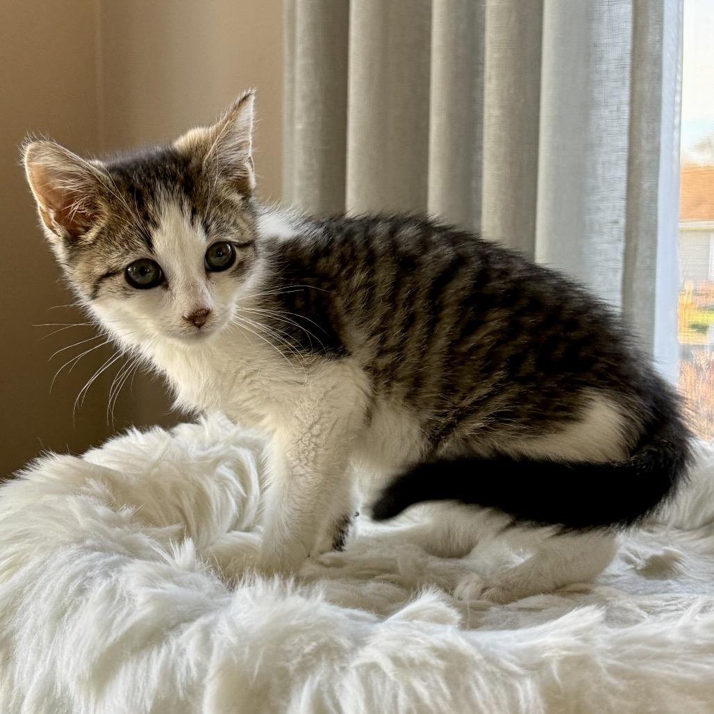 Enlarge Nash (Westmere Kitten M), a Adoptable Domestic Short Hair in Westport, CT image 5/6