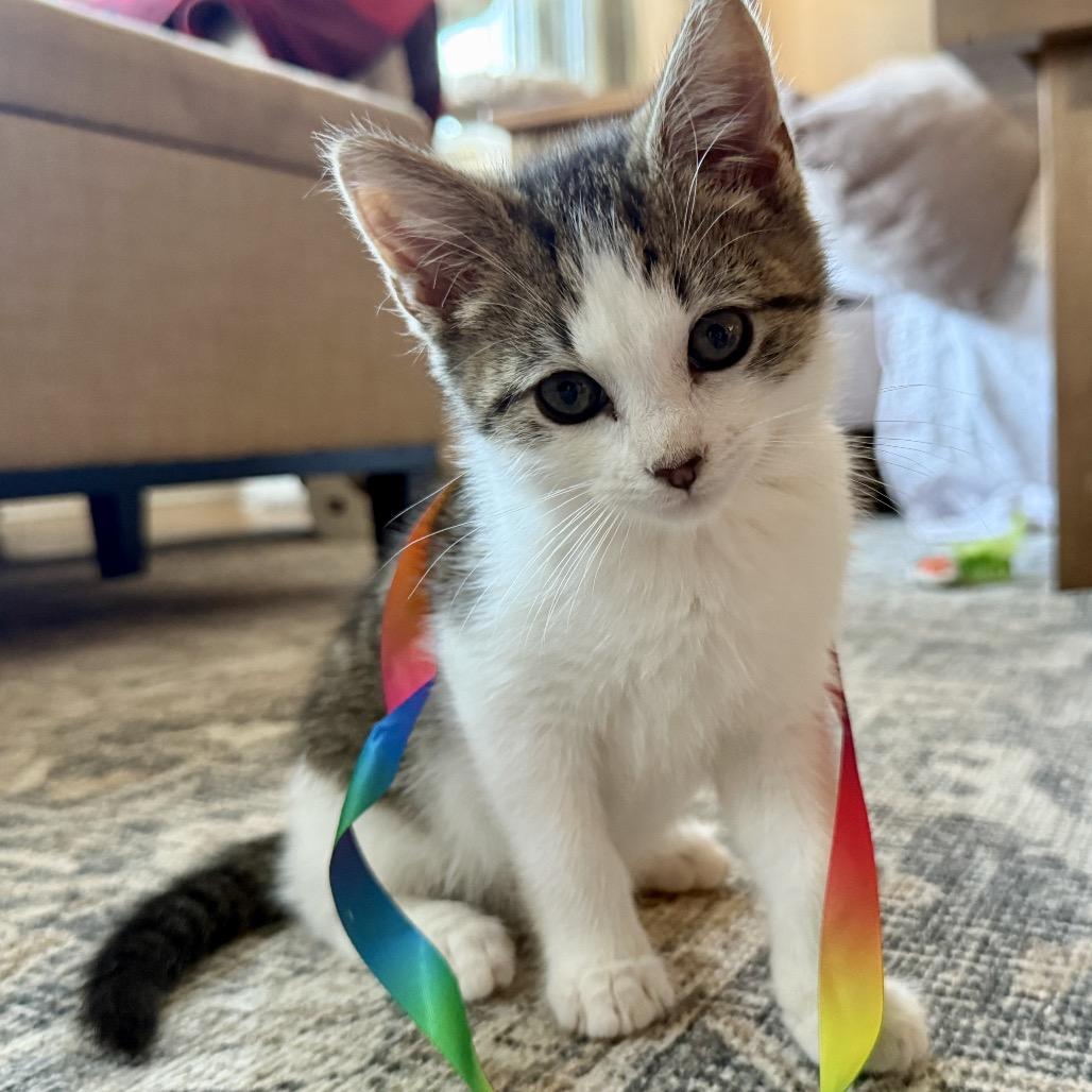 Enlarge Nash (Westmere Kitten M), a Adoptable Domestic Short Hair in Westport, CT image 6/6