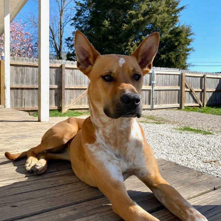 Enlarge Sugar, a Adoptable mixed breed in Mooresville, IN image 1/5