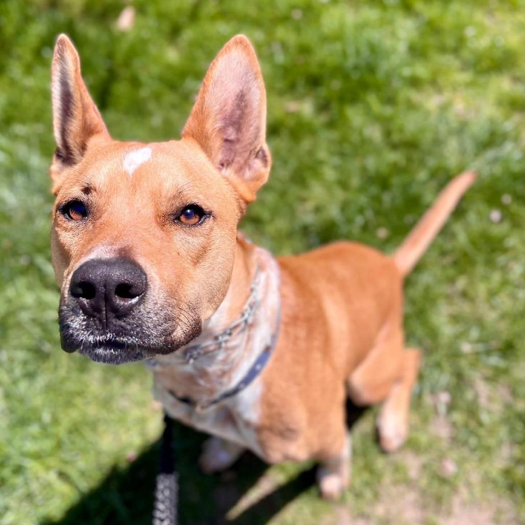 Enlarge Sugar, a Adoptable mixed breed in Mooresville, IN image 3/5
