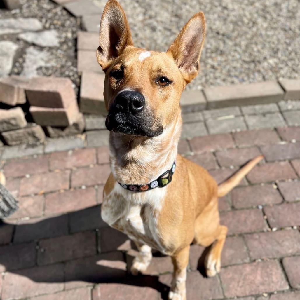 Enlarge Sugar, a Adoptable mixed breed in Mooresville, IN image 4/5